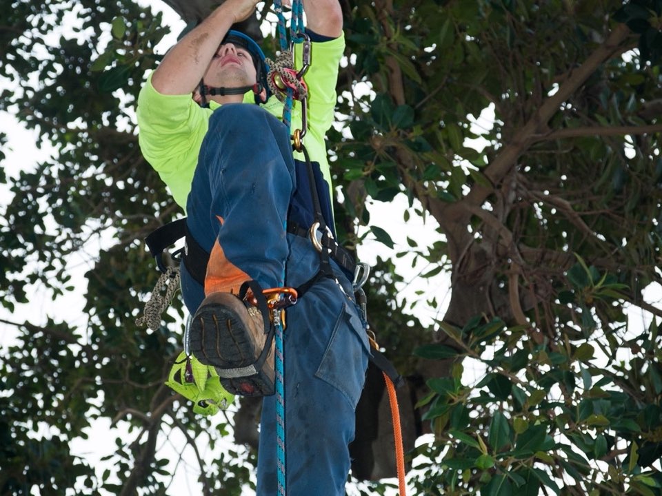Qualified arborist working in a mature tree during a risk assessment in Cumbria