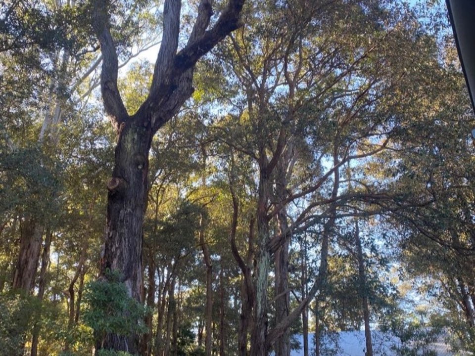Mature trees in Cumbria parkland with a property visible in the background